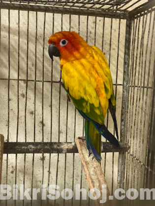 Sun conure adult male